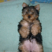 Photo de Yorkshire terrier