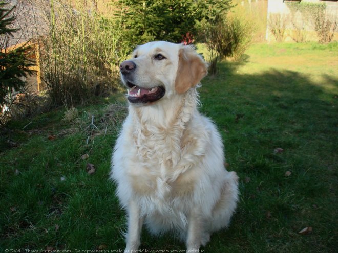 Photo de Golden retriever