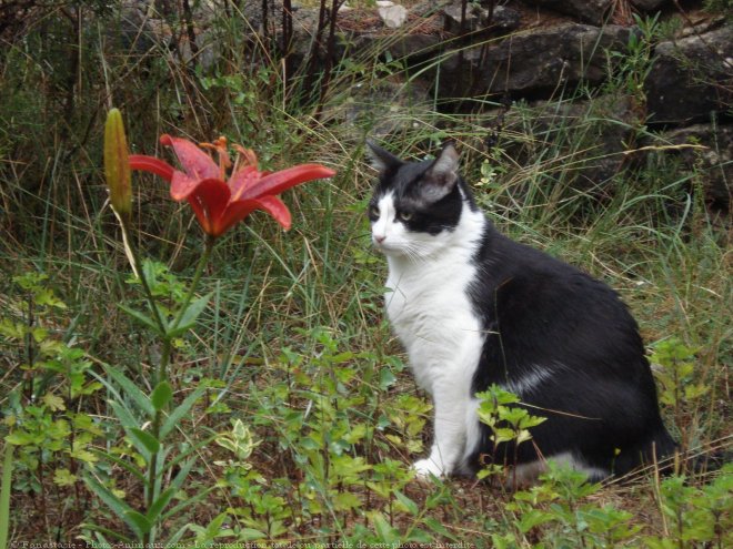 Photo de Chat domestique