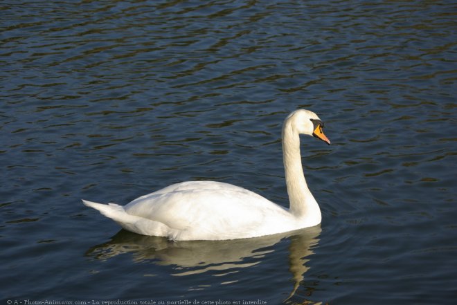 Photo de Cygne