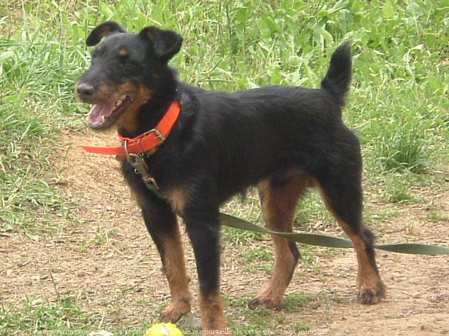 Photo de Jagdterrier allemand