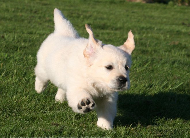 Photo de Golden retriever