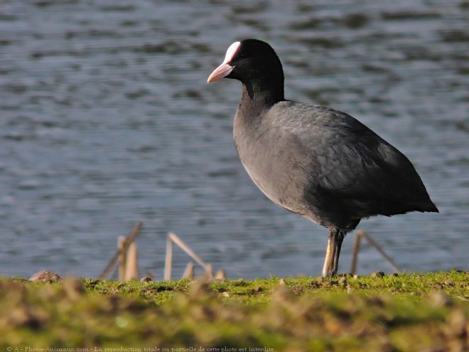 Photo de Foulque macroule