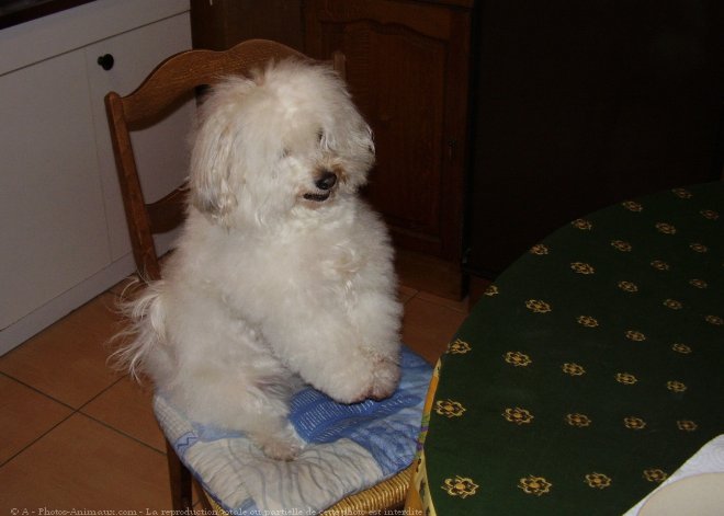 Photo de Coton de tulear