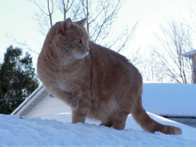 Photo de Chat domestique