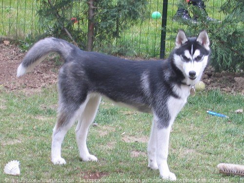 Photo de Husky siberien