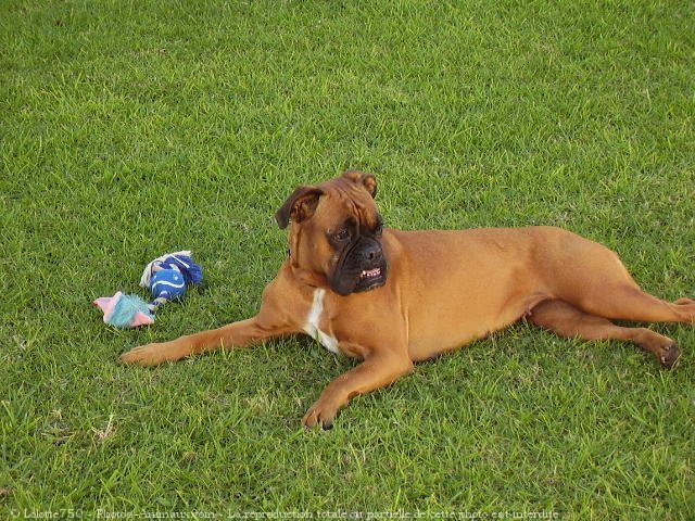 Photo de Boxer