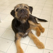 Photo de Border terrier