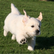 Photo de Golden retriever