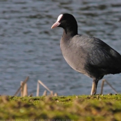 Photo de Foulque macroule