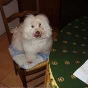 Photo de Coton de tulear