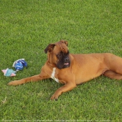 Photo de Boxer