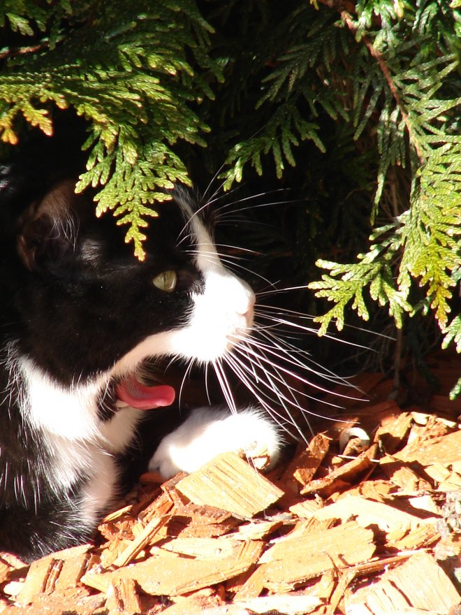 Photo de Chat domestique