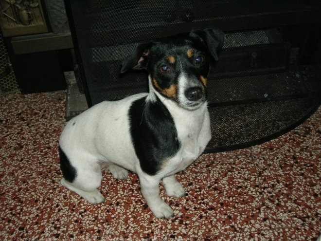 Photo de Jack russell terrier