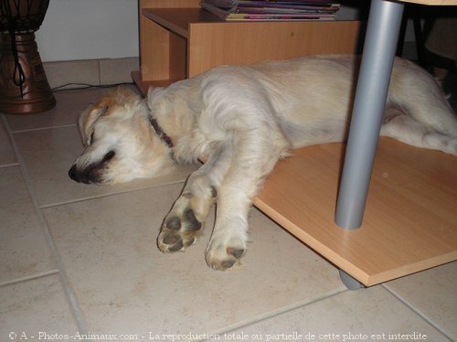 Photo de Golden retriever