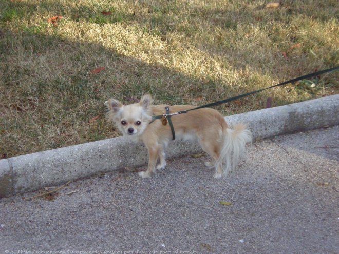 Photo de Chihuahua  poil long