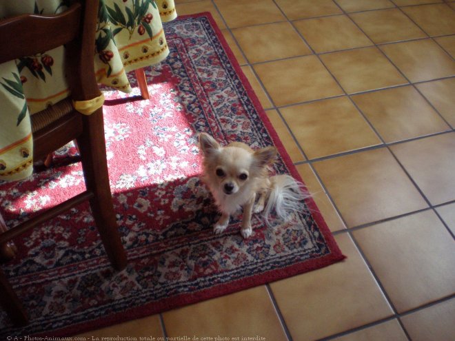 Photo de Chihuahua  poil long