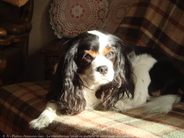 Photo de Cavalier king charles spaniel