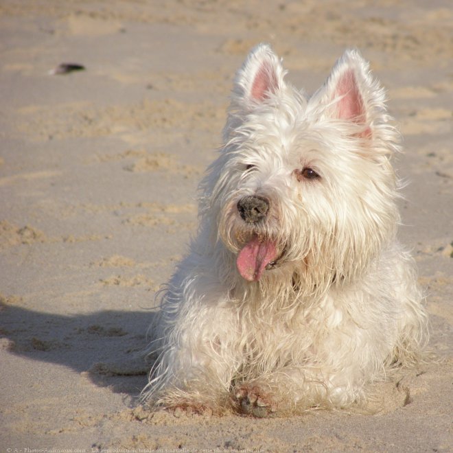 Photo de West highland white terrier