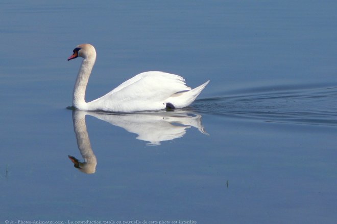 Photo de Cygne