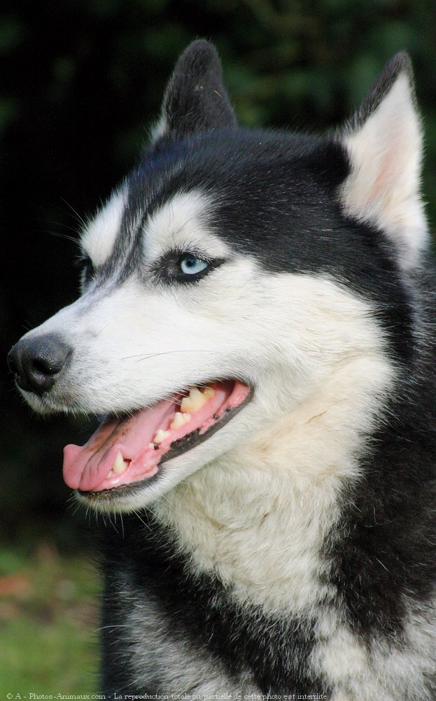 Photo de Husky siberien