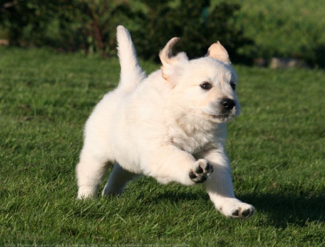 Photo de Golden retriever