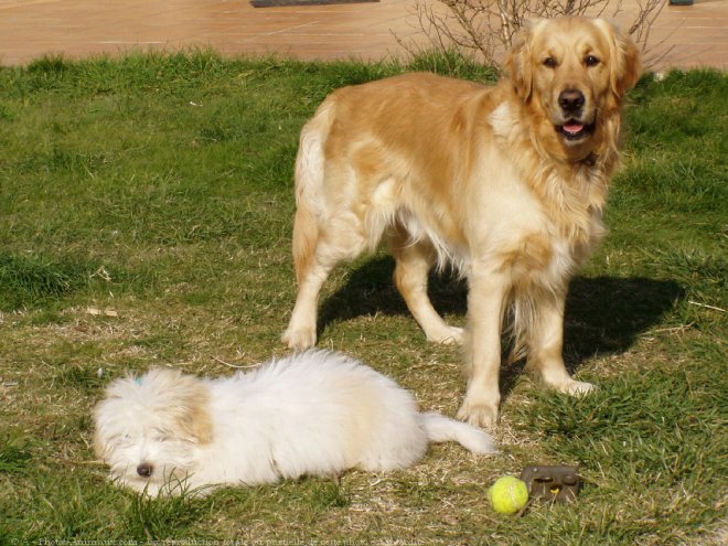 Photo de Races diffrentes