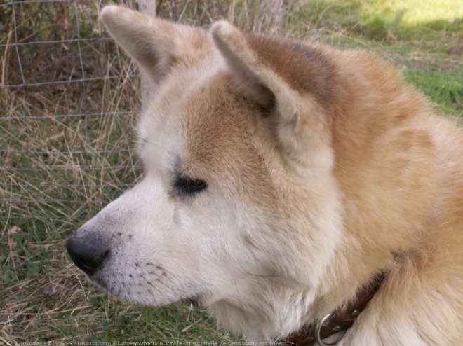 Photo d'Akita inu