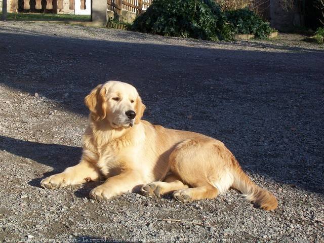 Photo de Golden retriever