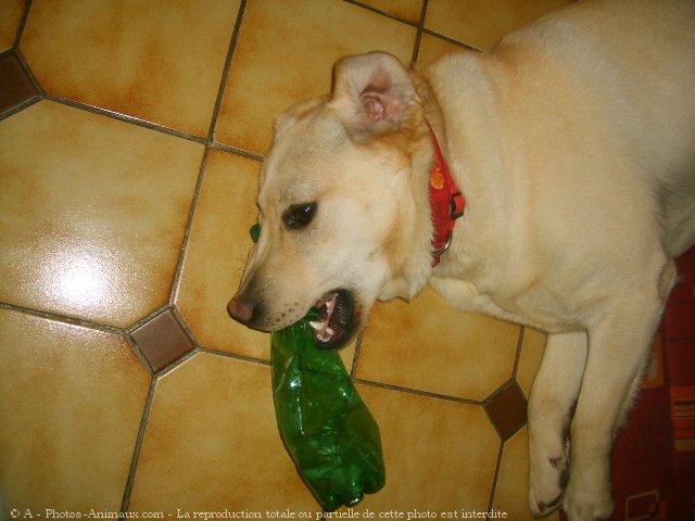 Photo de Labrador retriever