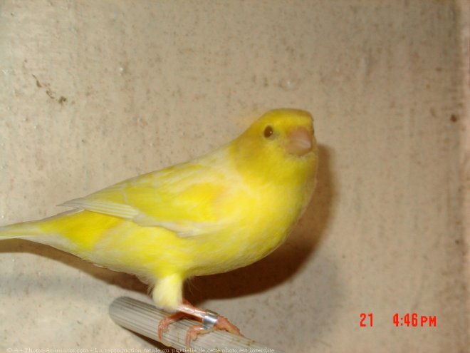 Photo de Canari