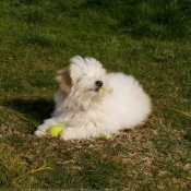 Photo de Coton de tulear