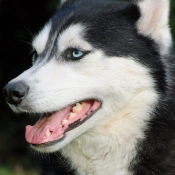 Photo de Husky siberien