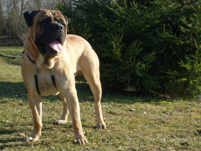 Photo de Bullmastiff