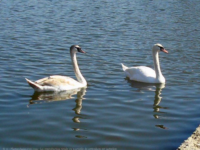 Photo de Cygne