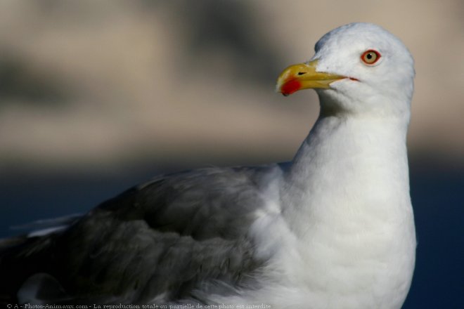 Photo de Mouette