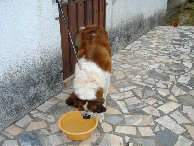 Photo de Saint-bernard poil long