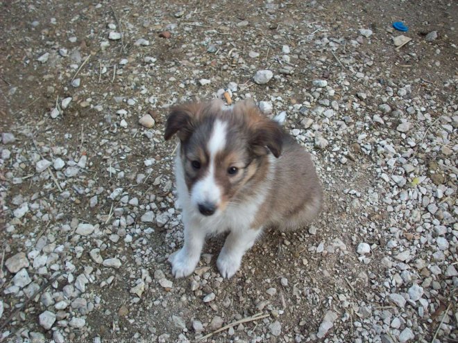 Photo de Chien de berger des shetland