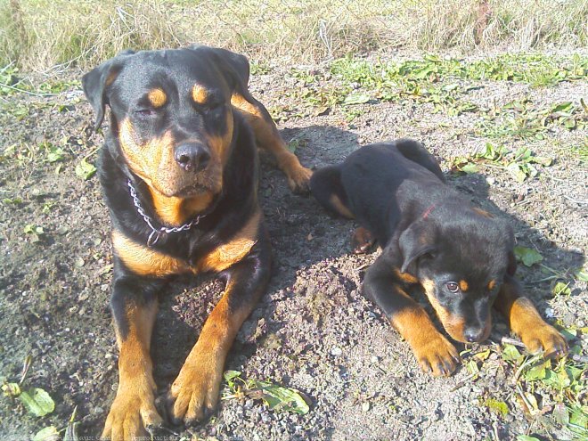 Photo de Rottweiler