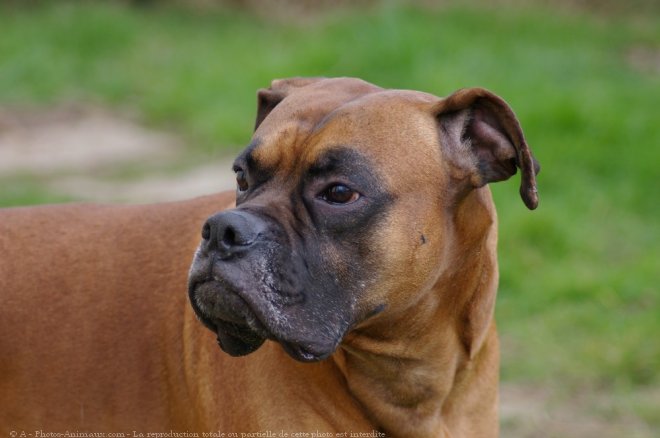 Photo de Boxer