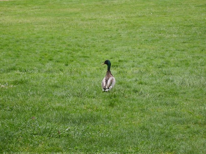 Photo de Canard