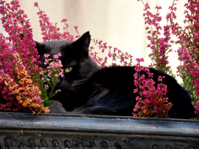 Photo de Chat domestique