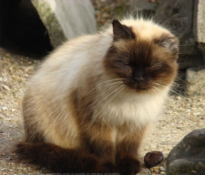 Photo de Chat domestique