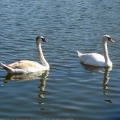 Photo de Cygne