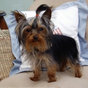 Photo de Yorkshire terrier