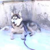 Photo de Husky siberien