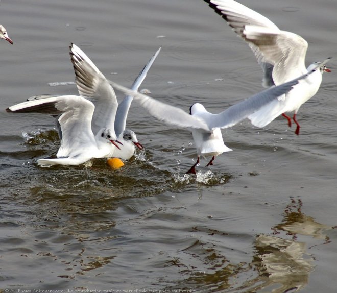 Photo de Mouette