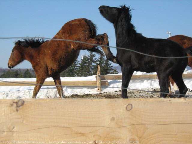 Photo de Quarter horse