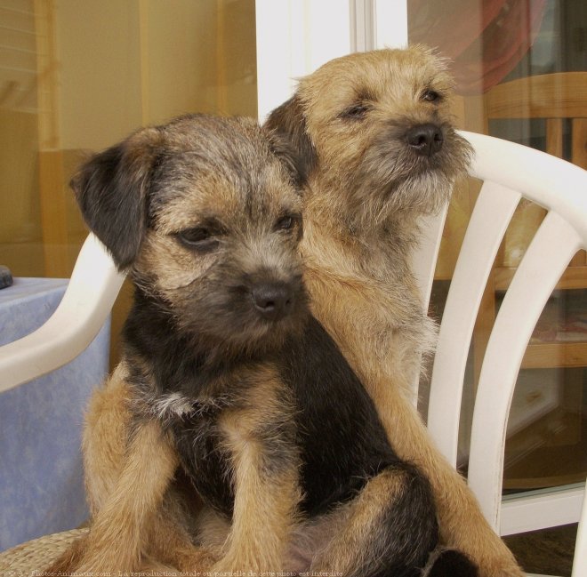 Photo de Border terrier