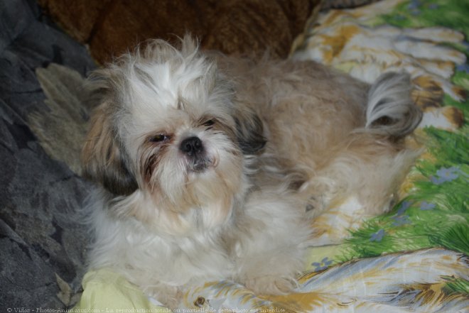 Photo de Shih tzu